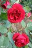 Alecto rose photo