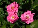 Morning Jewel rose photo