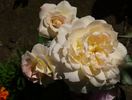 Galaxy rose photo