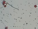 Broadlands rose photo