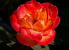 Westminster rose photo