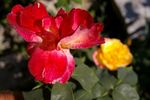 Westminster rose photo