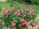 B3705 rose photo