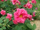 B3705 rose photo