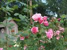 A3301 rose photo