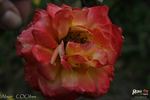 Alison rose photo