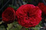 Anna Vena rose photo