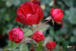 Canzonetta rose photo