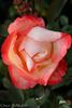 Chicca rose photo