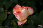 Chicca rose photo