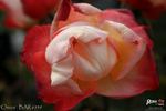 Chicca rose photo