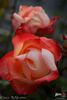 Chicca rose photo