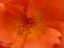 12 Westerland OP 10 rose photo