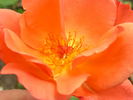 12 Westerland OP 10 rose photo