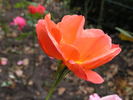 12 Westerland OP 10 rose photo