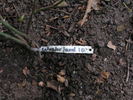 12 Westerland OP 10 rose photo