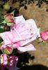 Big Hearted rose photo