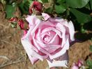 Big Hearted rose photo