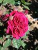 Arion rose photo