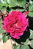 Arion rose photo