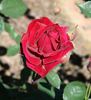 Arion rose photo