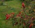 R. forrestiana rose photo
