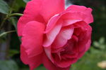 Typhoo Tea rose photo