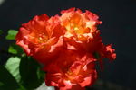Cathedral rose photo