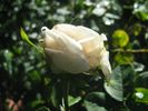 Duchesse d'Angoulême rose photo