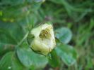 Duchesse d'Angoulême rose photo