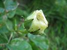 Duchesse d'Angoulême rose photo