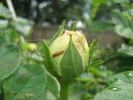 Duchesse d'Angoulême rose photo
