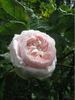 Duchesse d'Angoulême rose photo