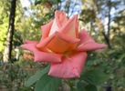 Boulie's Dream™ rose photo
