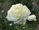 Mt. Hood rose photo