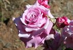 Big Hearted rose photo