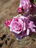 Big Hearted rose photo