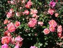 Glitzy Glam rose photo