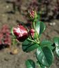 Apricot Morning rose photo