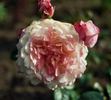 Apricot Morning rose photo