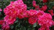 Gites de France rose photo
