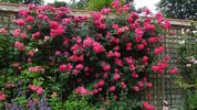 Gites de France rose photo