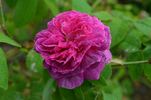 Agatha Fatima rose photo