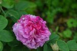 Bossuet rose photo