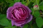 Cosimo Ridolfi rose photo