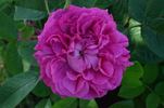 D'Aguesseau rose photo