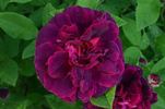 Duchesse de Buccleugh rose photo