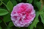 Henri Foucquier rose photo