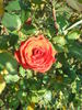 Arad rose photo