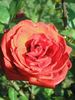 Arad rose photo